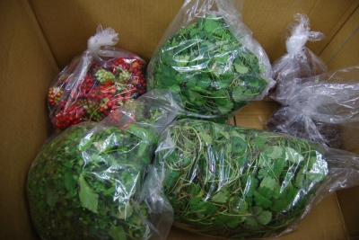 野草たち.JPG