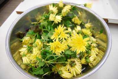 1116先生の菊.JPG