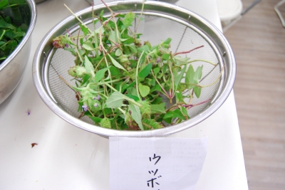 715野草うつぼ.JPG