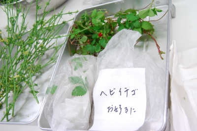 715野草龍3.JPG